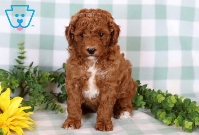 Joey Mini Poodle image