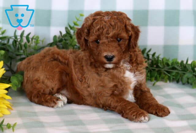 Joey Mini Poodle2 image