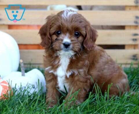 Jojo Cavapoo