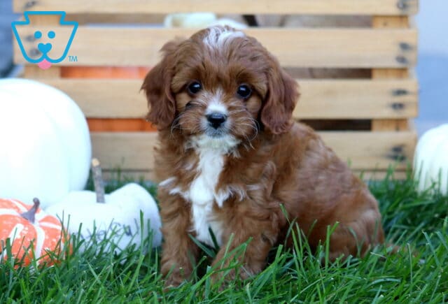 Red and white Cavapoo puppy with a fluffy wavy coat sitting in the grass beside decorative fall pumpkins and a wooden crate. image
