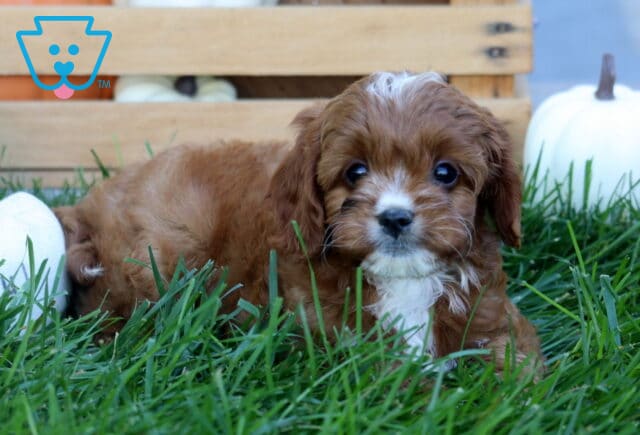Red and white Cavapoo puppy lying in lush green grass, gazing at the camera with a white pumpkin and wooden crate in the background. image