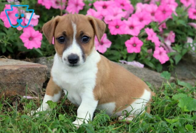 Jojo Jack Russell image