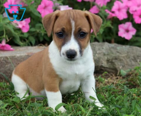Jojo Jack Russell2