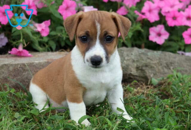 Jojo Jack Russell2 image