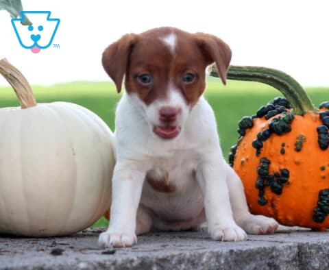 Jolly Jack Russell