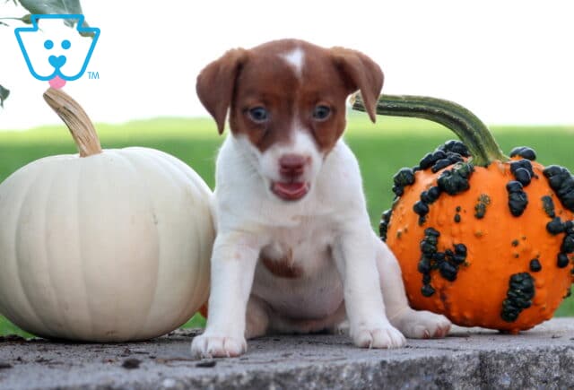 Jolly Jack Russell image