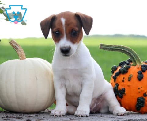 Josie Jack Russell
