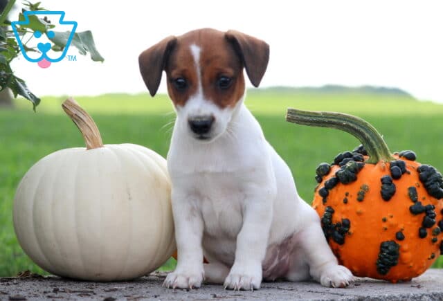 Josie Jack Russell image