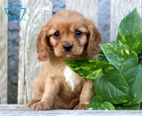 Kaden Cavapoo