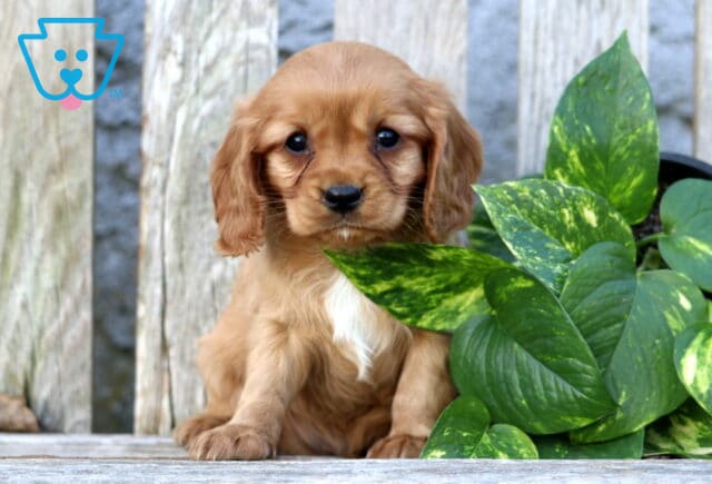 Kaden Cavapoo image