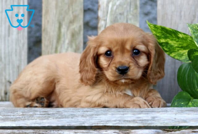 Kaden Cavapoo2 image