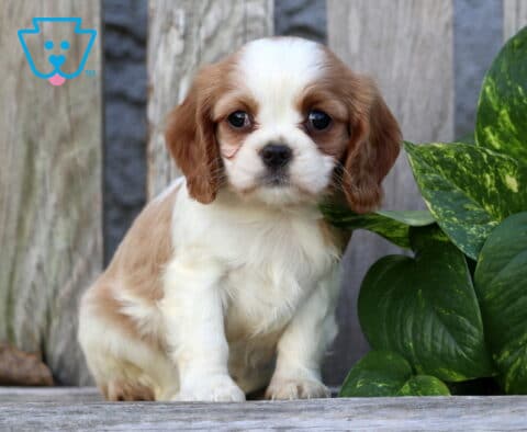 Kayla Cavapoo