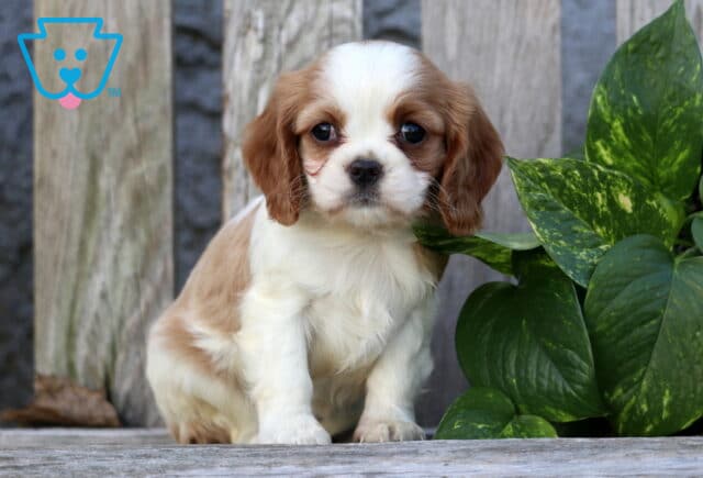 Kayla Cavapoo image