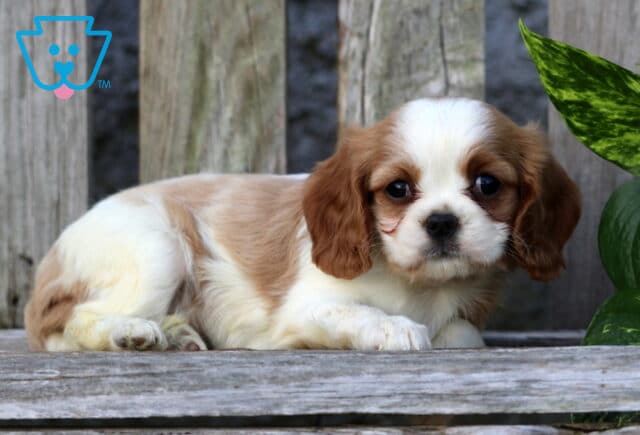 Kayla Cavapoo2 image
