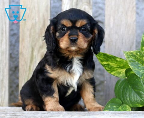 Kelsy Cavapoo