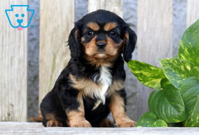 Kelsy Cavapoo image
