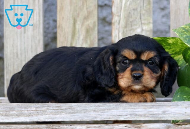 Kelsy Cavapoo2 image