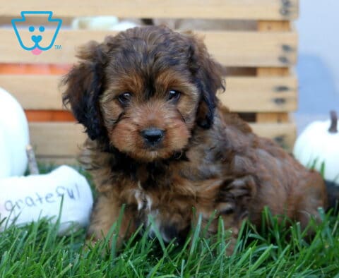 Kendrick Cavapoo