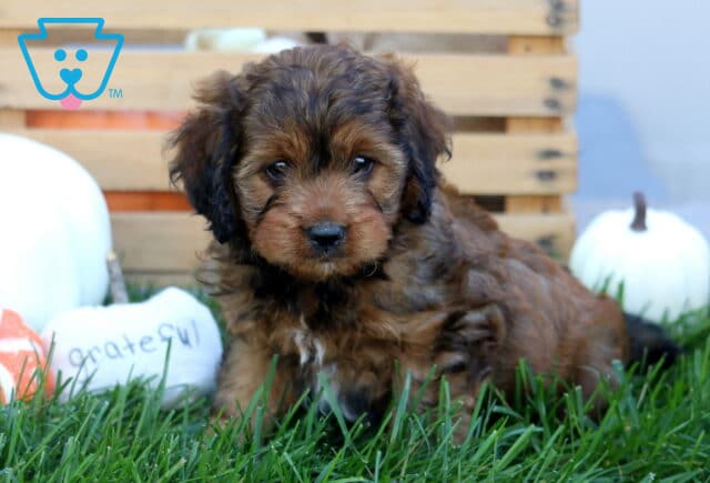 Kendrick Cavapoo image