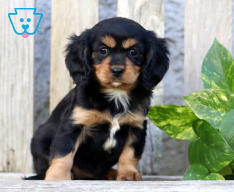 Kenzy Cavapoo