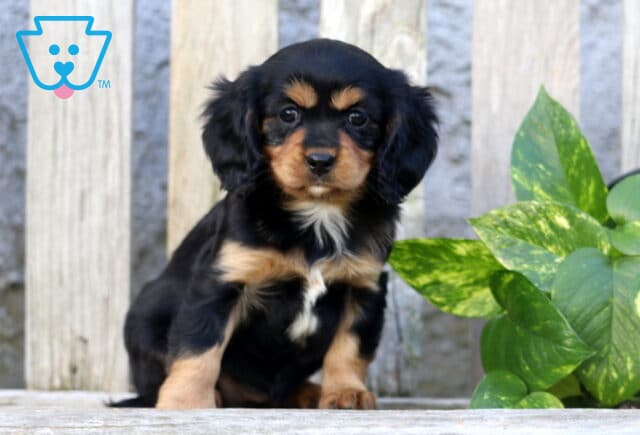 Kenzy Cavapoo image
