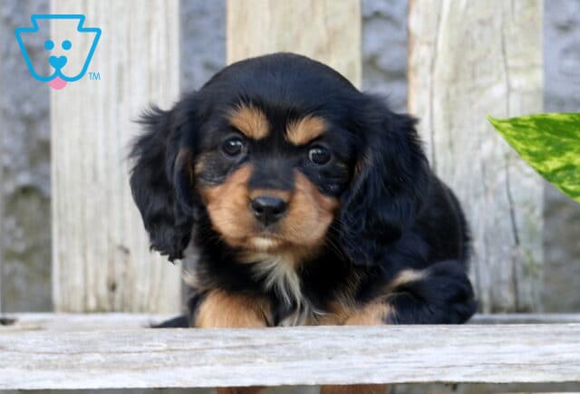Kenzy Cavapoo2 image