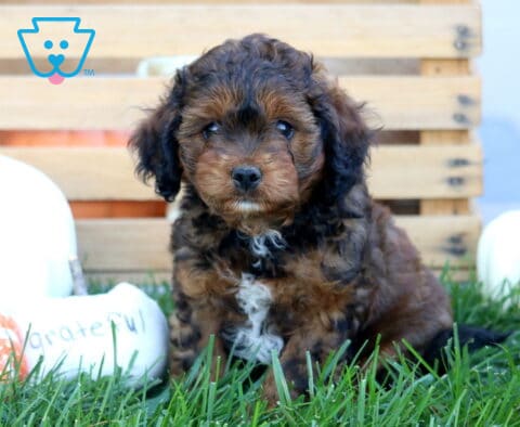 Kyle Cavapoo