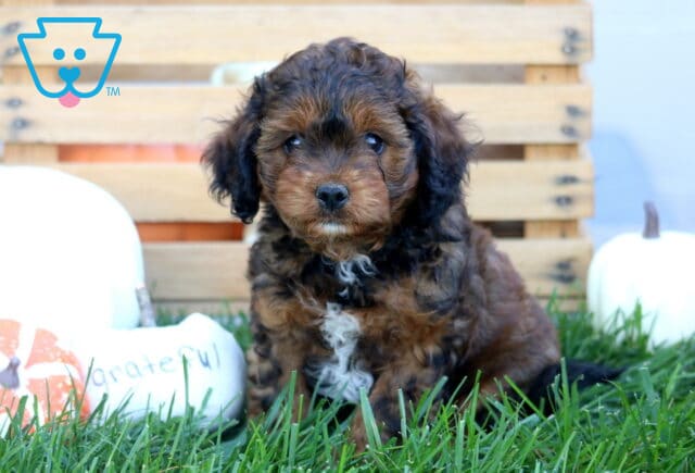 Kyle Cavapoo image