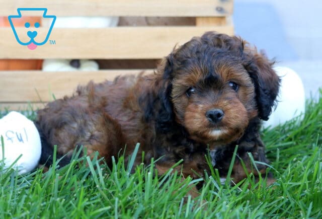 Kyle Cavapoo2 image
