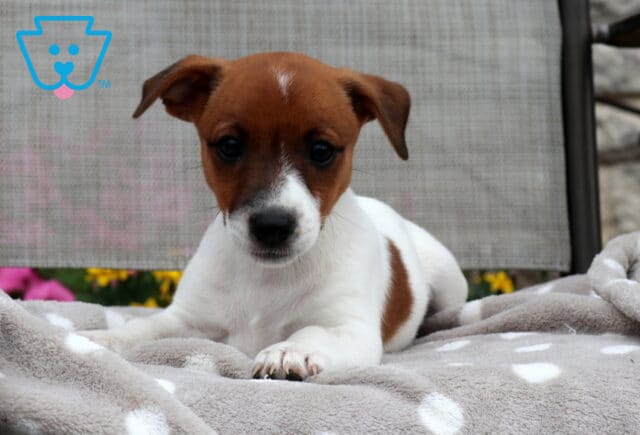 Lacey Jack Russell image