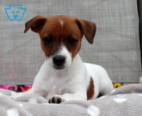 Lacey Jack Russell2