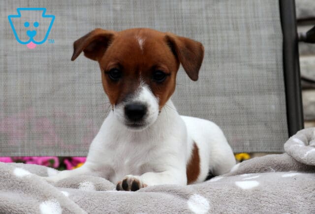Lacey Jack Russell2 image