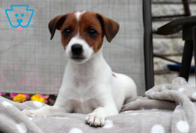 Laney Jack Russell image