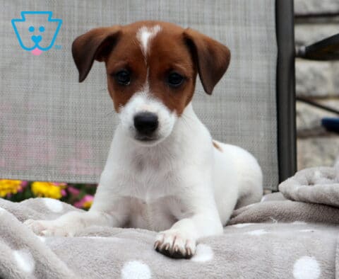 Laney Jack Russell2