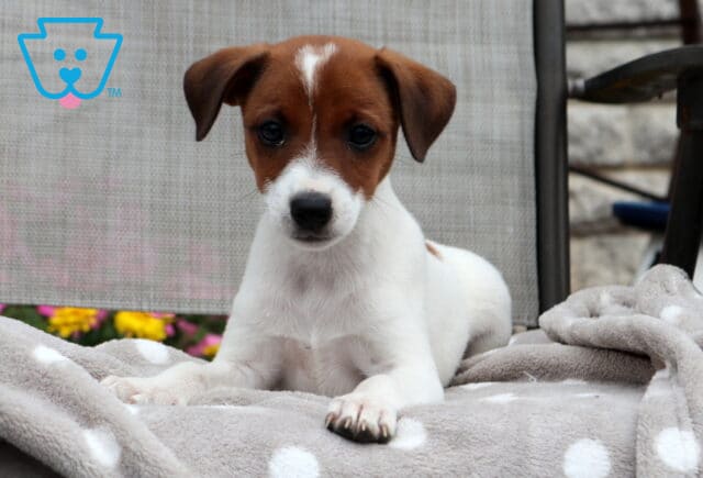 Laney Jack Russell2 image