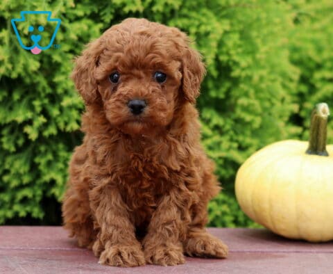 Layla Mini Poodle