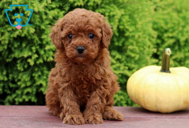 Layla Mini Poodle image