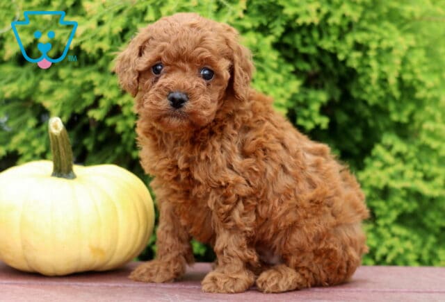 Layla Mini Poodle2 image