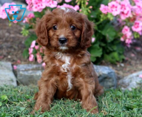 Leo Cavapoo