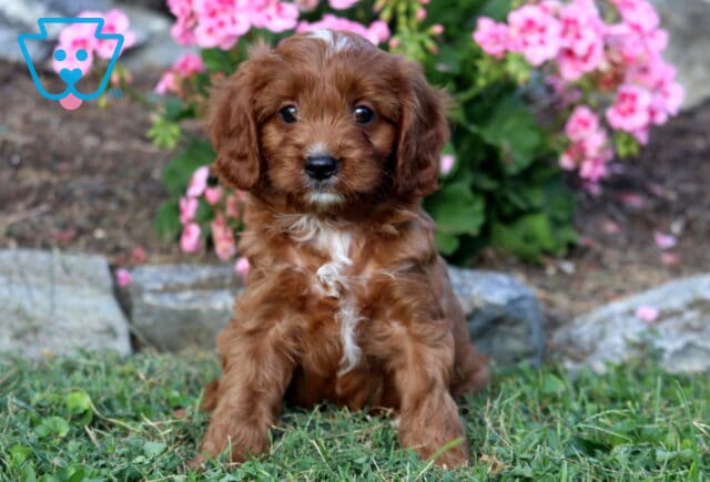 Leo Cavapoo image