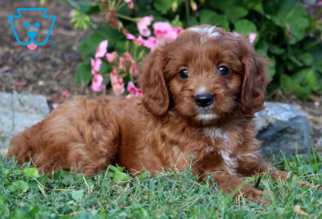 Leo Cavapoo2 image