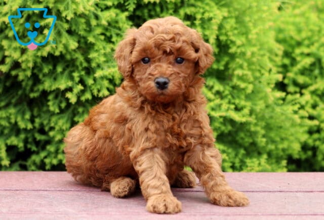 Leo Mini Poodle image