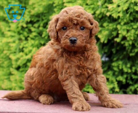 Leo Mini Poodle2