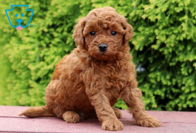 Leo Mini Poodle2 image