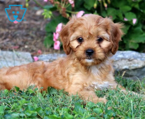 Liberty Cavapoo
