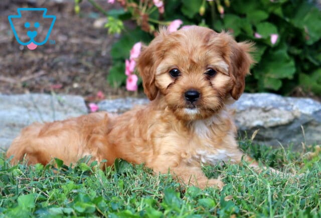 Liberty Cavapoo image