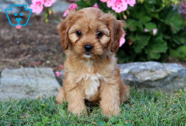 Liberty Cavapoo2 image