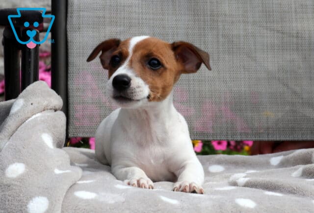 Lilly Jack Russell image