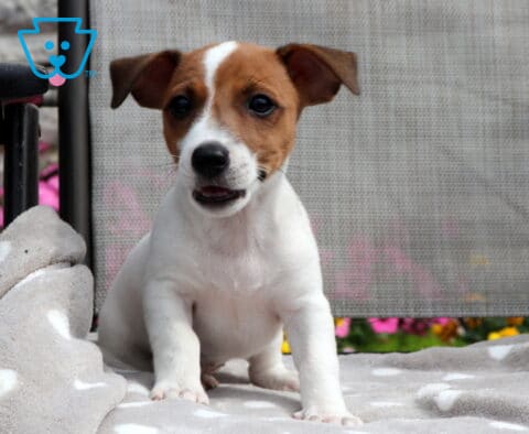 Lilly Jack Russell2