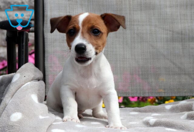 Lilly Jack Russell2 image